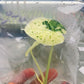 Alocasia Dragon Scale Mint Variegated Tissue Culture Plant 1 pcs.