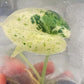 Alocasia Dragon Scale Mint Variegated Tissue Culture Plant 1 pcs.