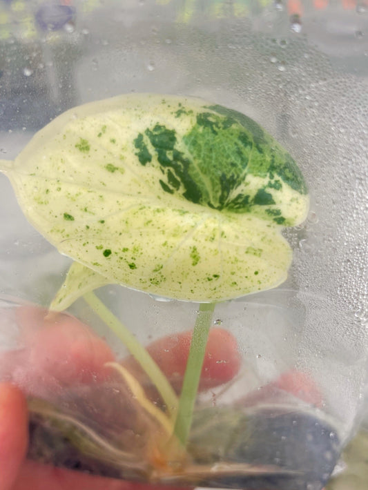 Alocasia Dragon Scale Mint Variegated Tissue Culture Plant 1 pcs.