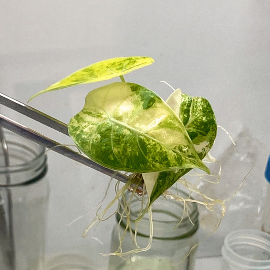 Alocasia Watsoniana Variegated Tissue Culture Plant 1 PCS.