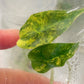 Alocasia Amazonica Variegated Tissue Culture Plants 1 PCS.