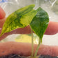 Alocasia Amazonica Variegated Tissue Culture Plants 1 PCS.