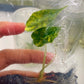 Alocasia Amazonica Variegated Tissue Culture Plants 1 PCS.