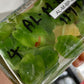Alocasia Wentii plant Tissue Culture 10 PCS.