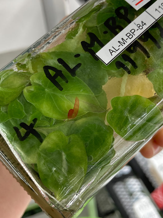 Alocasia Wentii plant Tissue Culture 10 PCS.