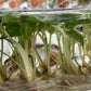 Alocasia Wentii plant Tissue Culture 10 PCS.