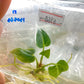 Anthurium Regale Tissue Culture 1 PC.