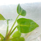 Anthurium Regale Tissue Culture 1 PC.