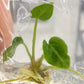 Anthurium Regale Tissue Culture 1 PC.
