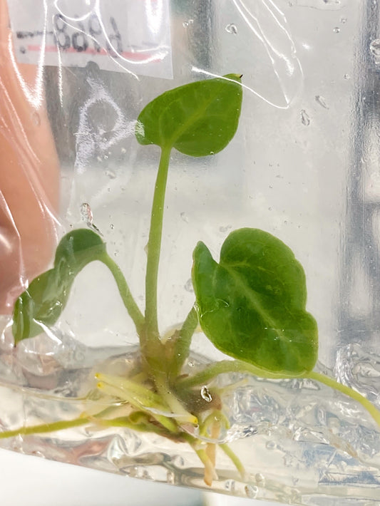 Anthurium Regale Tissue Culture 1 PC.