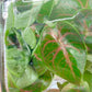 Alocasia Azlanii  Tissue Culture Plants 10PCS.
