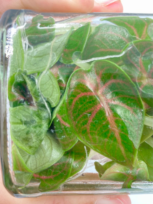 Alocasia Azlanii  Tissue Culture Plants 10PCS.