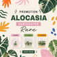 [Promotion] Alocasia Variegated , Azlalnii Albo - Aurea , Chantrieri Pink , Watsoninna Var Doff , Pink Dragon Var