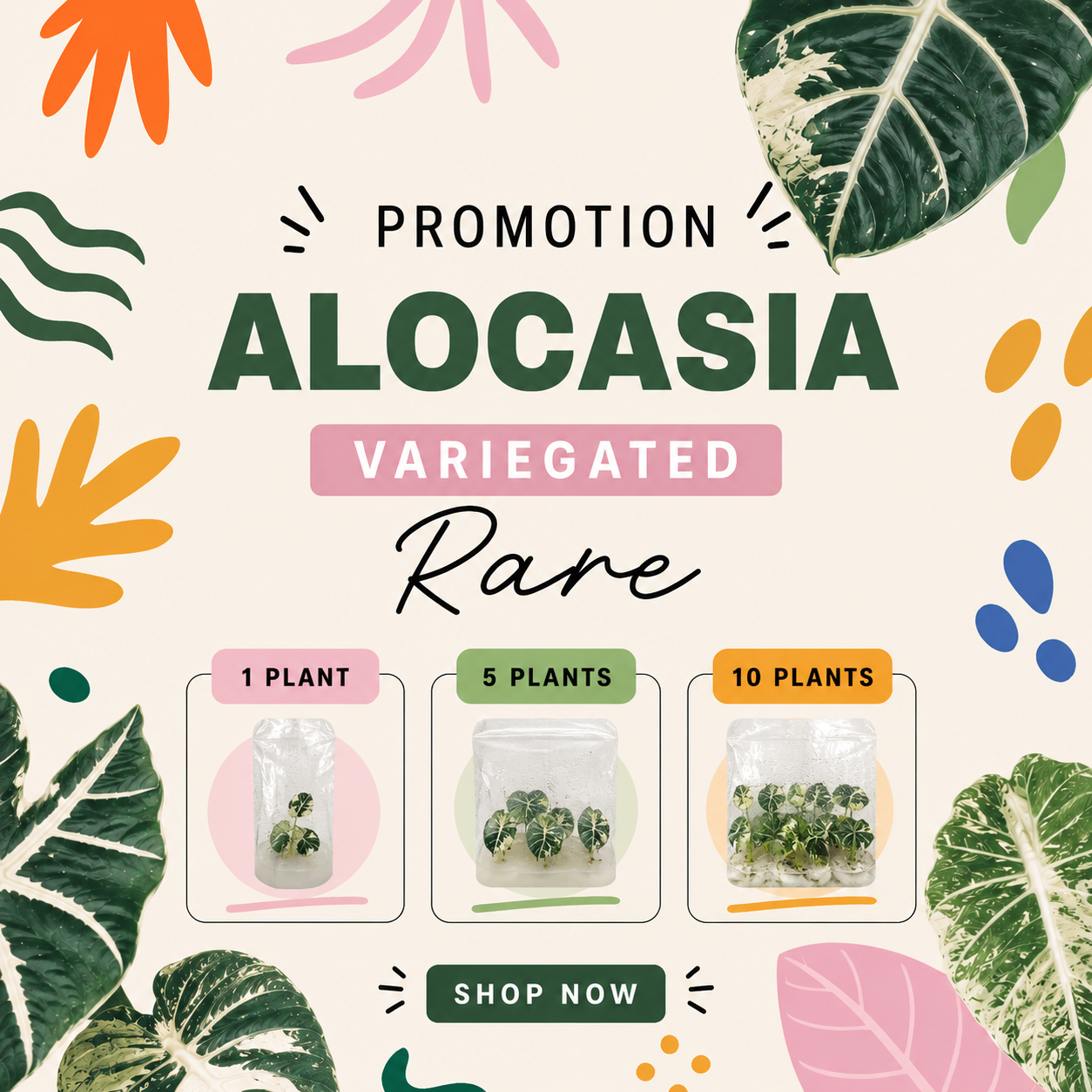 [Promotion] Alocasia Variegated , Azlalnii Albo - Aurea , Chantrieri Pink , Watsoninna Var Doff , Pink Dragon Var