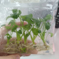 Philodendron Xanadu Tissue Culture Plants 5 PCS.