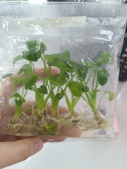 Philodendron Xanadu Tissue Culture Plants 5 PCS.