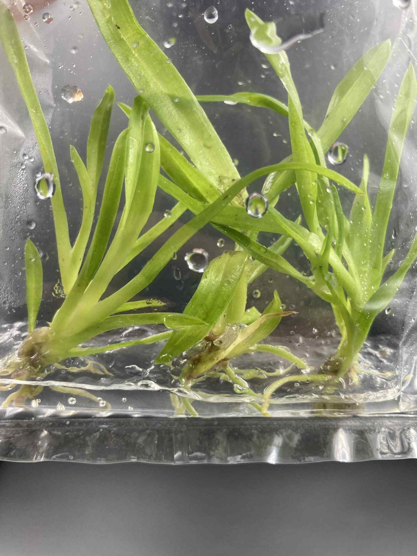 Oncidium Wilsonara Bag 3 plants Tissue Culture Orchid