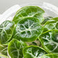 Alocasia Watsoniana Tissue Culture Plants 10 PCS.