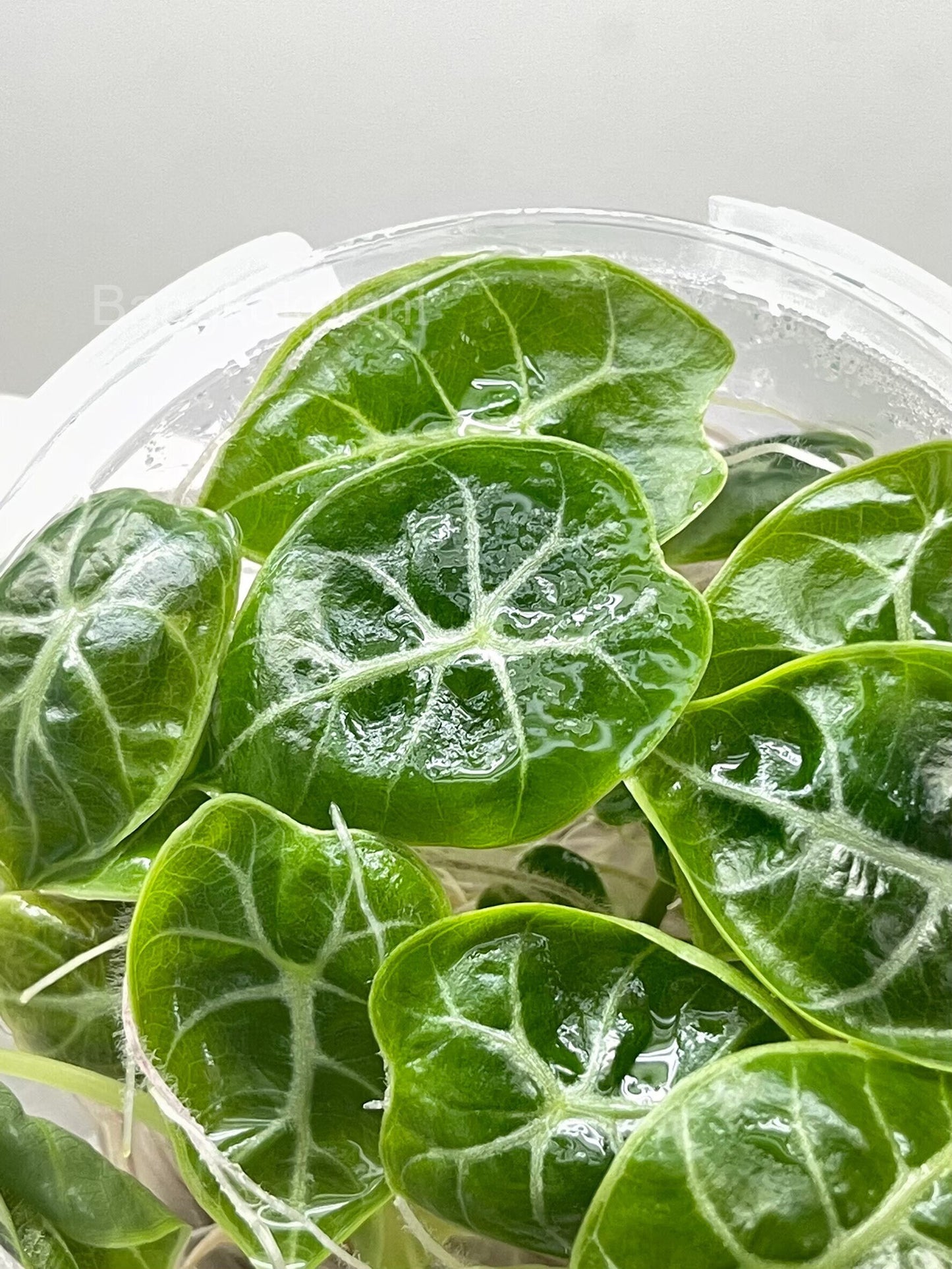 Alocasia Watsoniana Tissue Culture Plants 10 PCS.