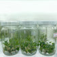 Philodendron Joepii Tissue Culture Plants 10 PCS.