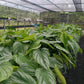 Philodendron Mamei Silver Cloud Tissue Culture Plants 10 PCS.