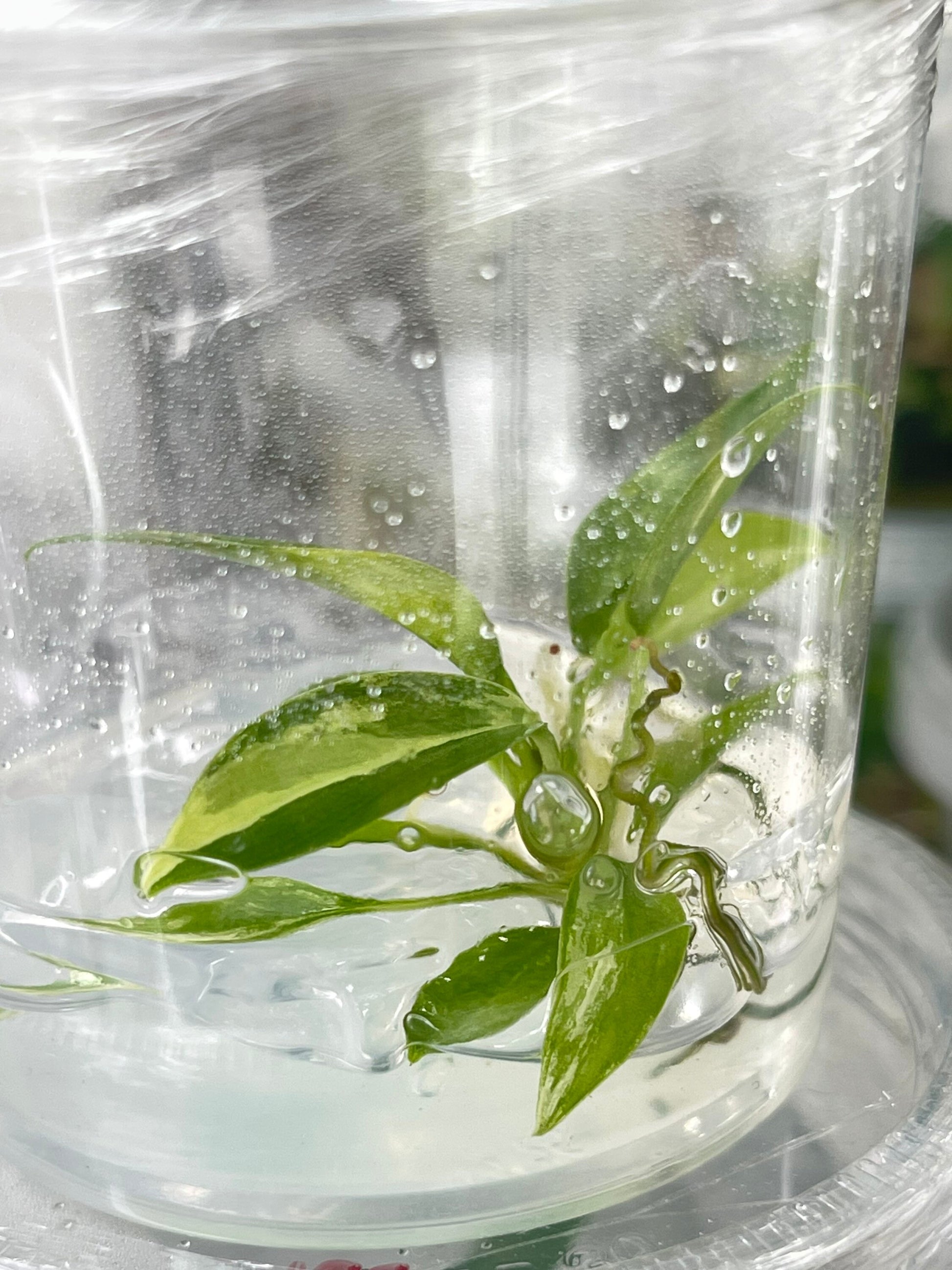 philodendron florida beauty tissue culture Philodendron Florida Beauty Variegated Tissue Culture Plant 1 PCS