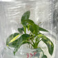 Philodendron Florida Beauty Variegated Tissue Culture Plant 1 PCS.