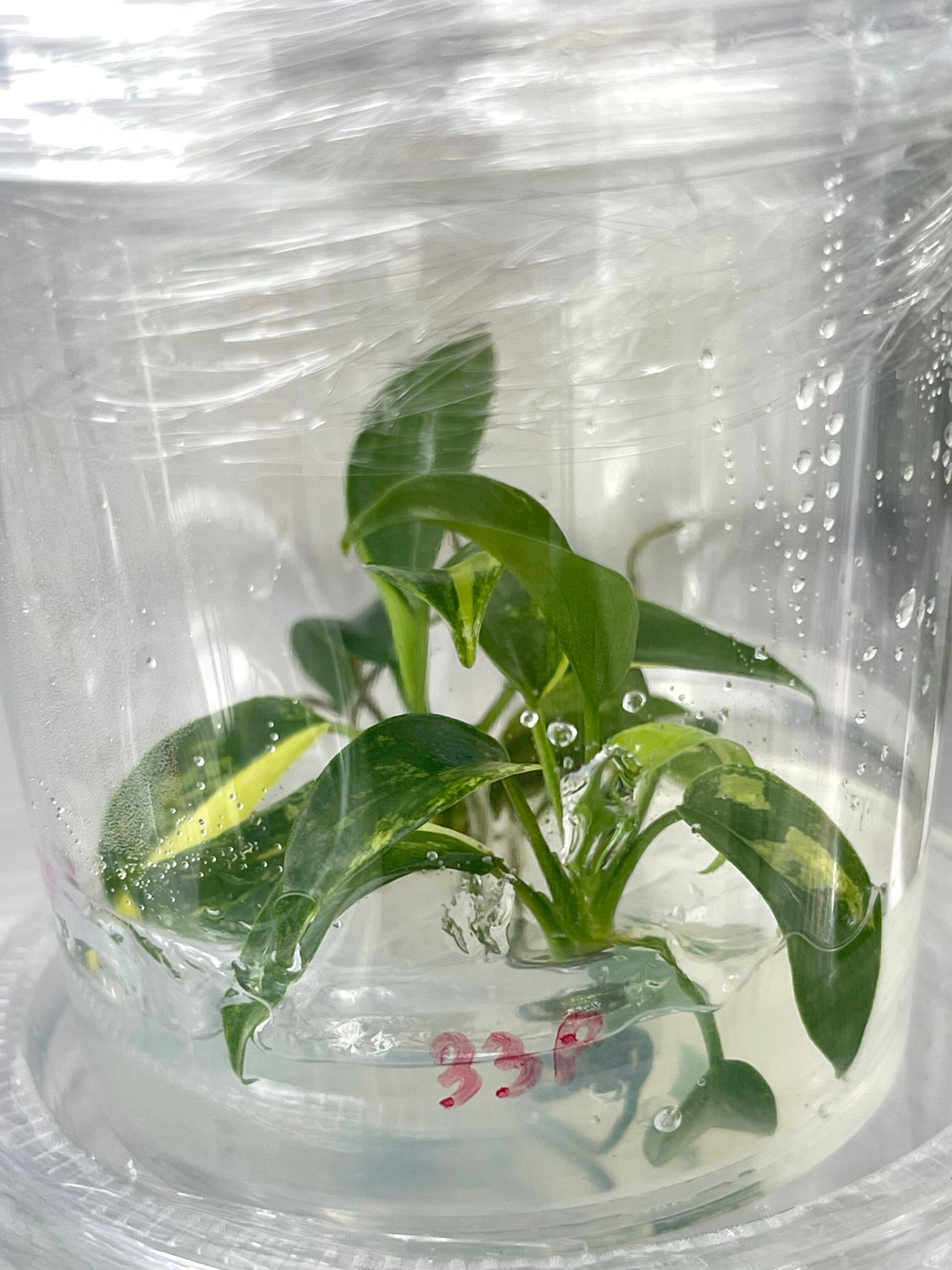 philodendron tissue culture Philodendron Florida Beauty Variegated Tissue Culture Plant 1 PCS. – TINYPLANT1681 TC