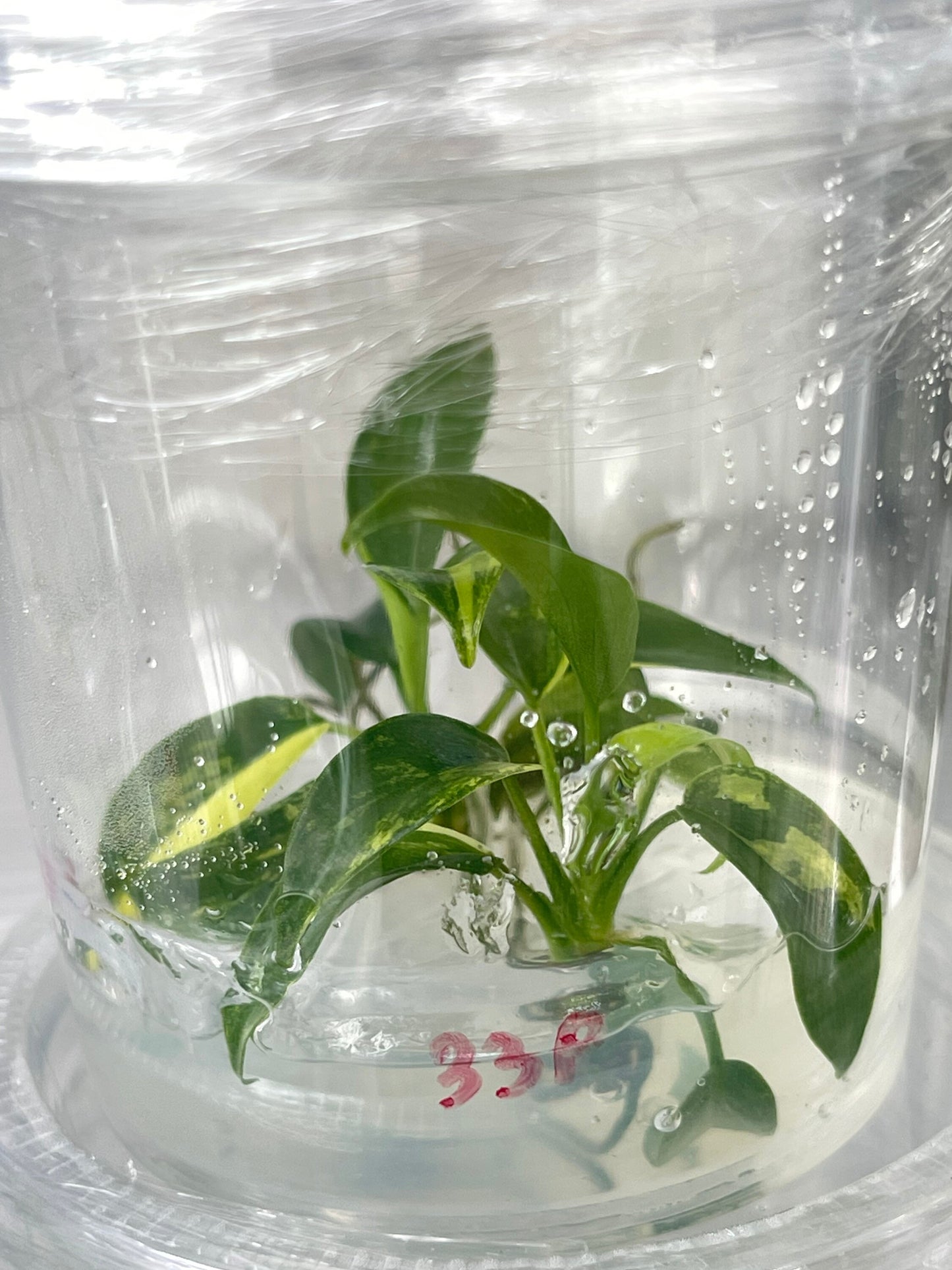 Philodendron Florida Beauty Variegated Tissue Culture Plant 1 PCS.