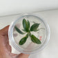 Philodendron Florida Beauty Variegated Tissue Culture Plant 1 PCS.