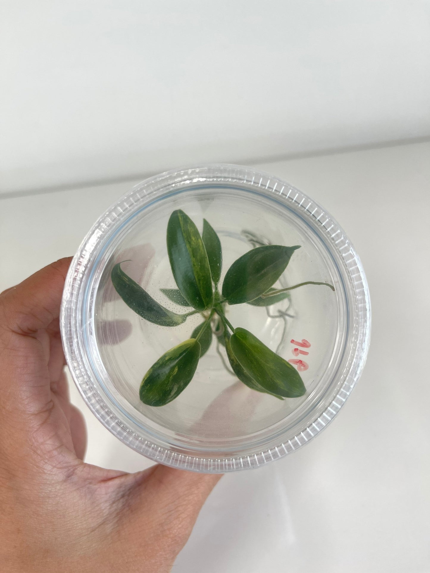 Philodendron Florida Beauty Variegated Tissue Culture Plant 1 PCS.