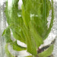 Drosera Adelae Carnivorous Tissue culture Plants 1 PCS.