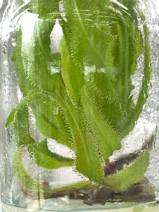 Drosera Adelae Carnivorous Tissue culture Plants 1 PCS.