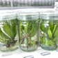 Drosera Adelae Carnivorous Tissue culture Plants 1 PCS.