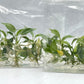 Philodendron Longilobatum Tissue Culture Plant 1 PCS.