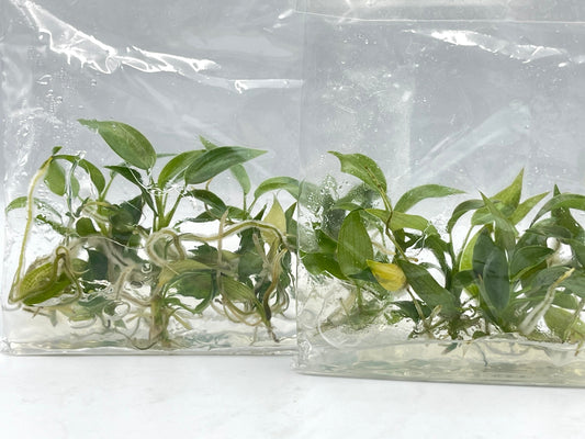 Philodendron Longilobatum Tissue Culture Plant 1 PCS.