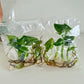 Monstera Deliciosa Giant Tissue Culture Plants 10 PCS.