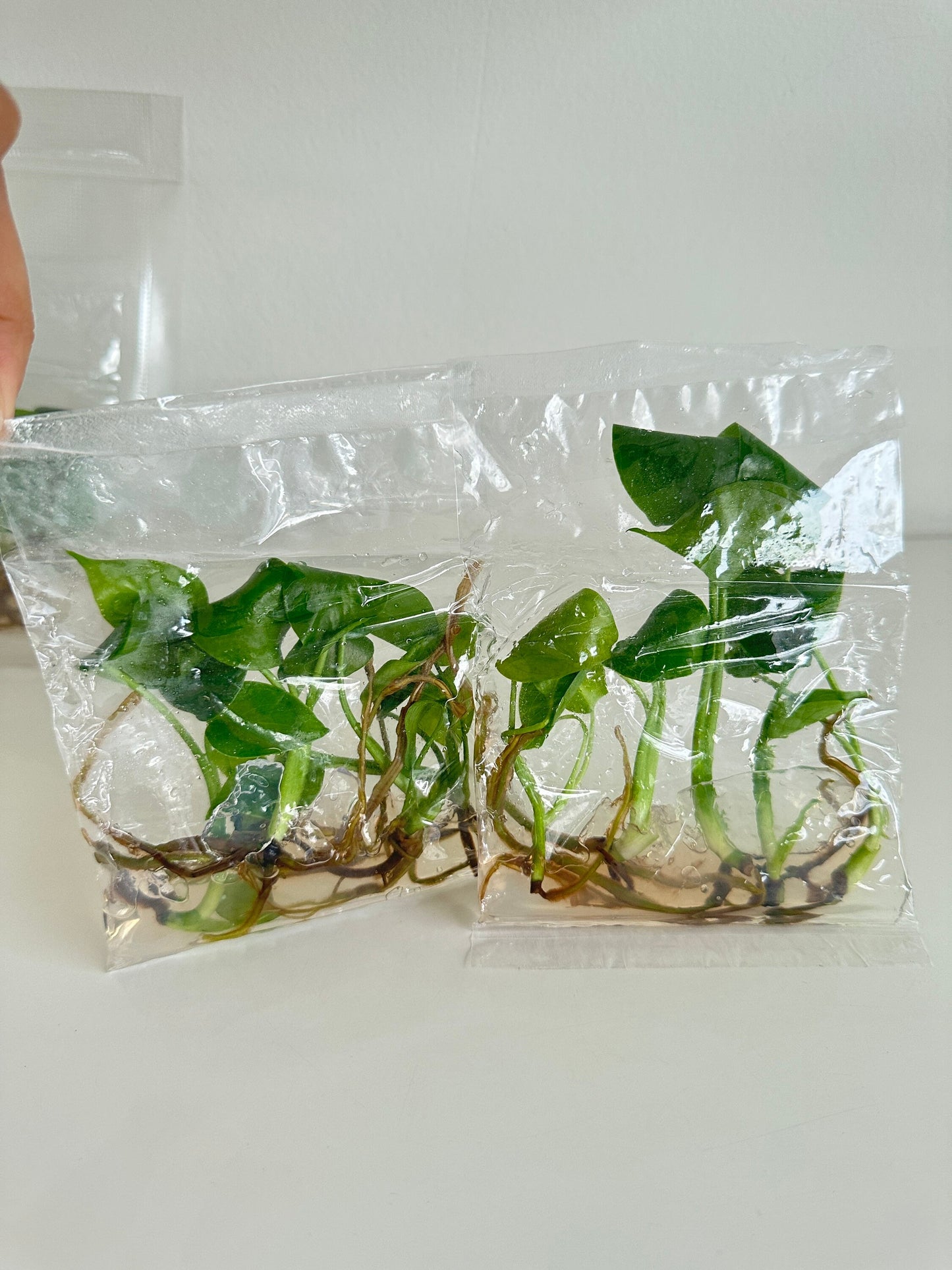 Monstera Deliciosa Giant Tissue Culture Plants 10 PCS.