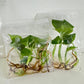 Monstera Deliciosa Giant Tissue Culture Plants 10 PCS.