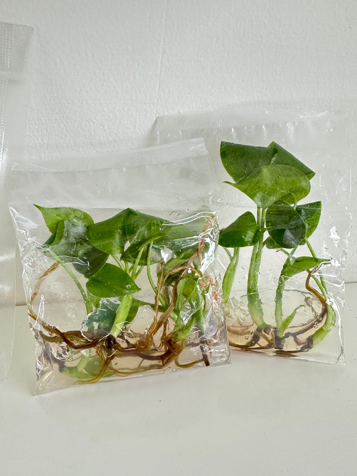 Monstera Deliciosa Giant Tissue Culture Plants 10 PCS.