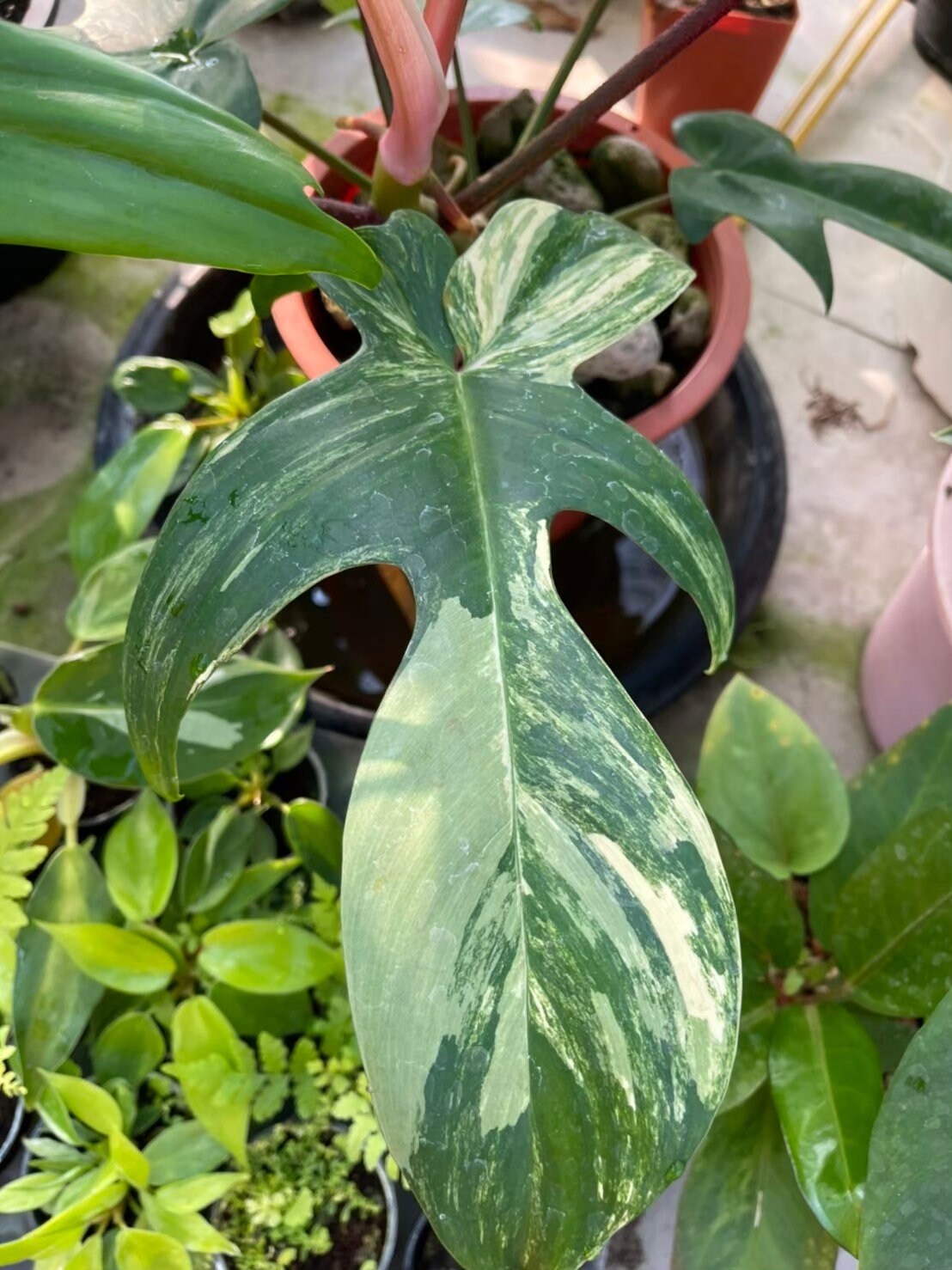 Philodendron Florida Beauty Variegated Tissue Culture Plant 1 PCS.