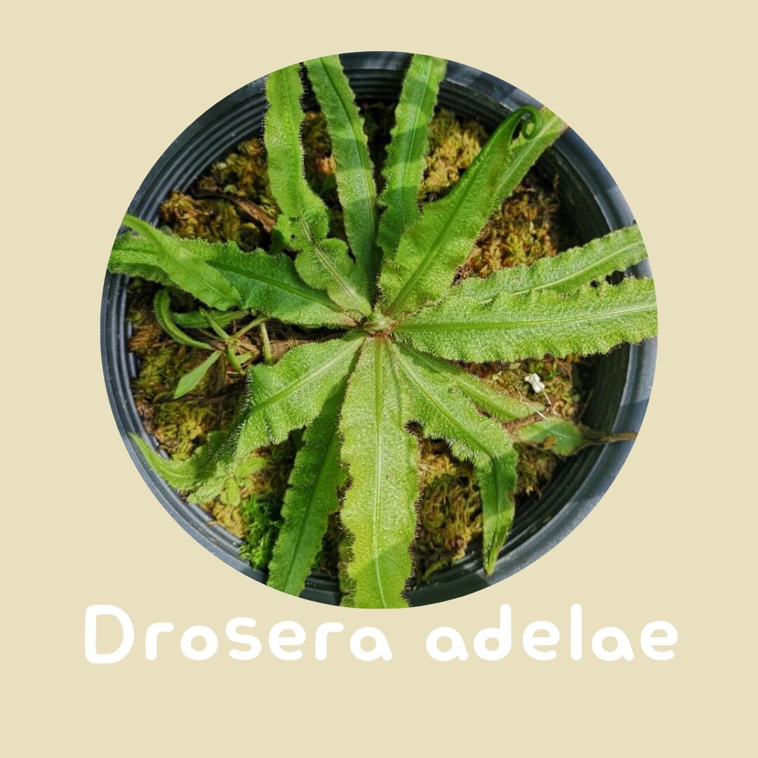 Drosera Adelae Carnivorous Tissue culture Plants 1 PCS.