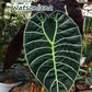 Alocasia Watsoniana Tissue Culture Plants 10 PCS.