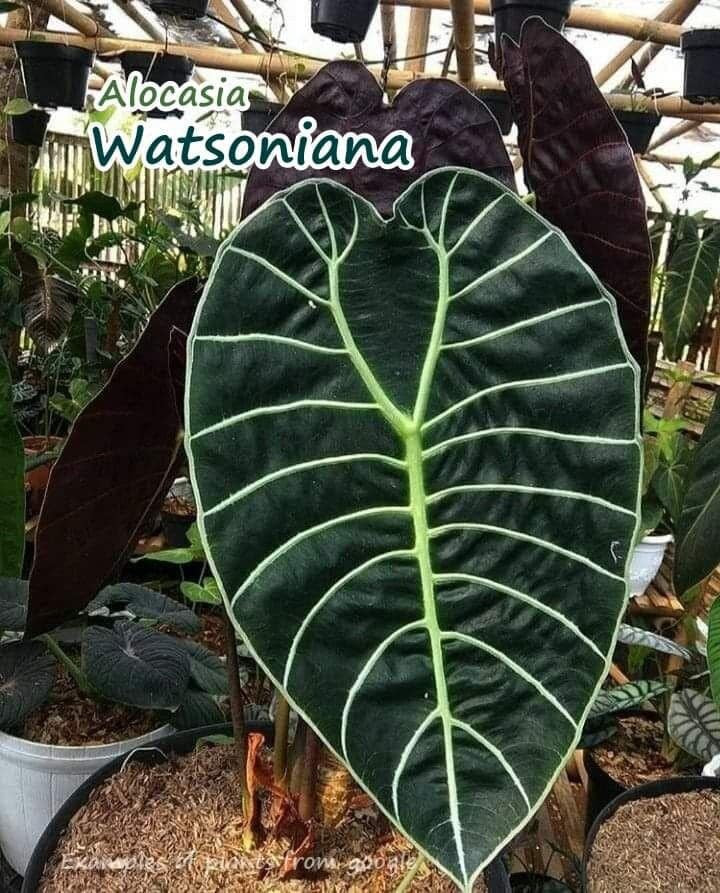 Alocasia Watsoniana Tissue Culture Plants 10 PCS.