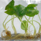Alocasia Nebula Tissue Culture 10 PCS.