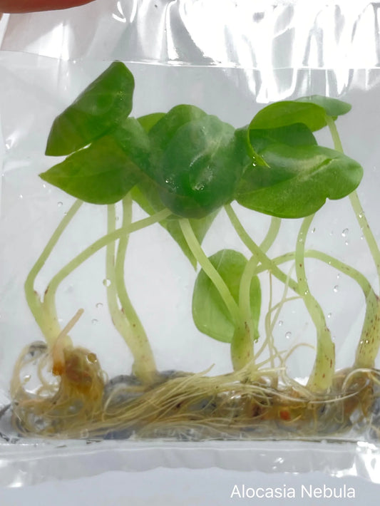 Alocasia Nebula Tissue Culture 10 PCS.