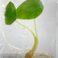 Alocasia Nebula Tissue Culture 10 PCS.