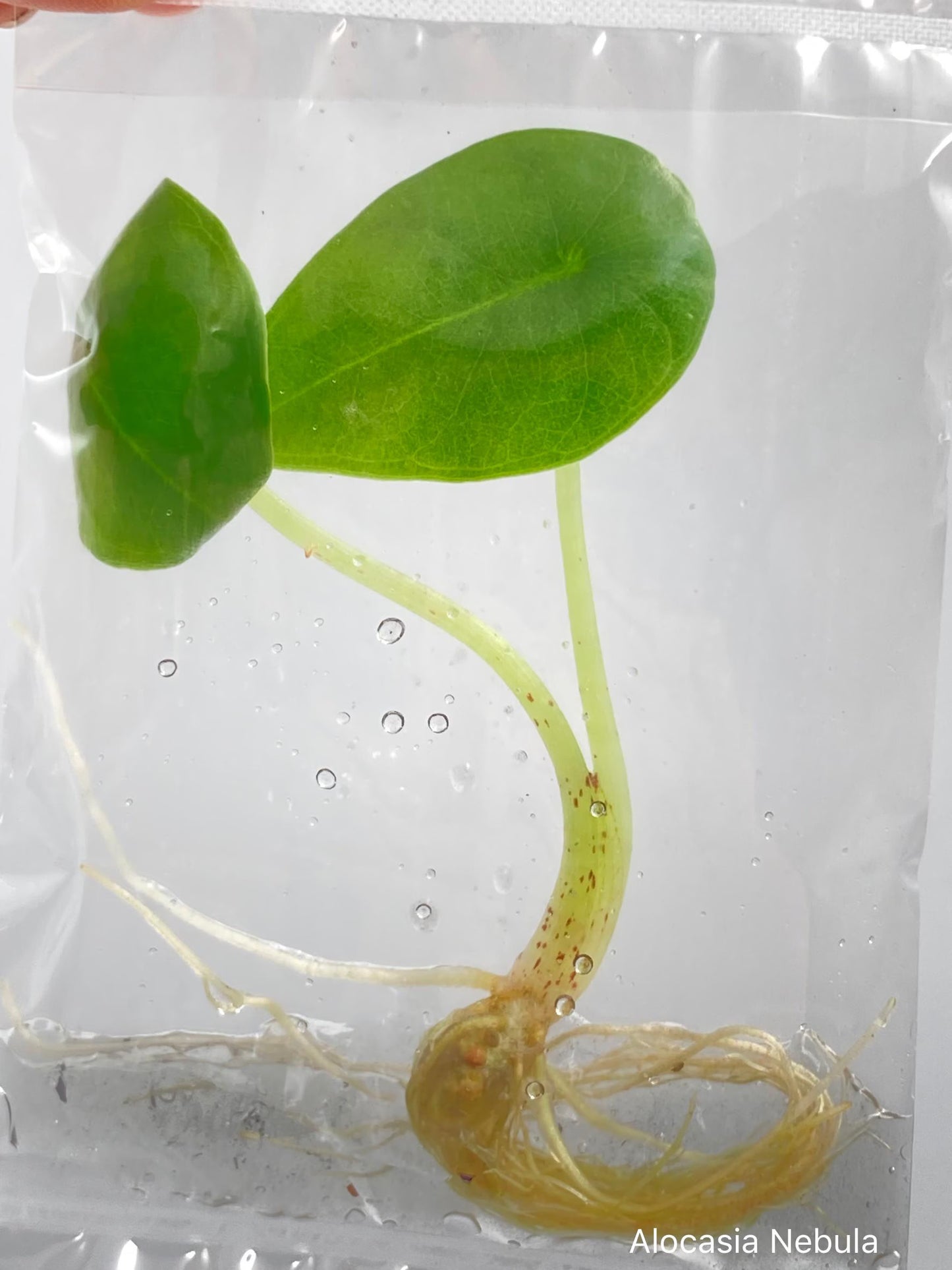 Alocasia Nebula Tissue Culture 10 PCS.