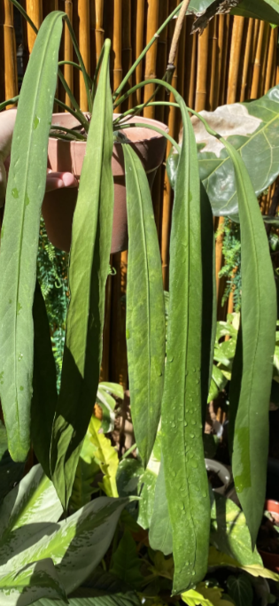 Anthurium Vittarifolium Tissue Culture Plants 10 PCS