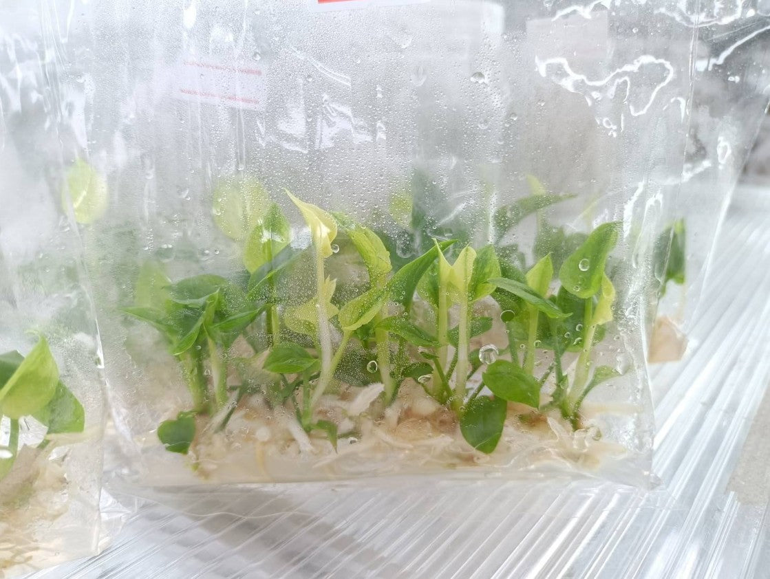 Philodendron Goeldii Mint Tissue Culture Plants 10 PCS.